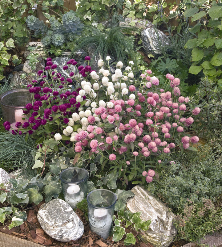 GOMPHRENA LAS VEGAS MIX