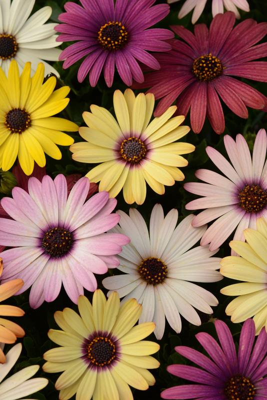 Osteospermum Akila Grand Canyon Mix Seed