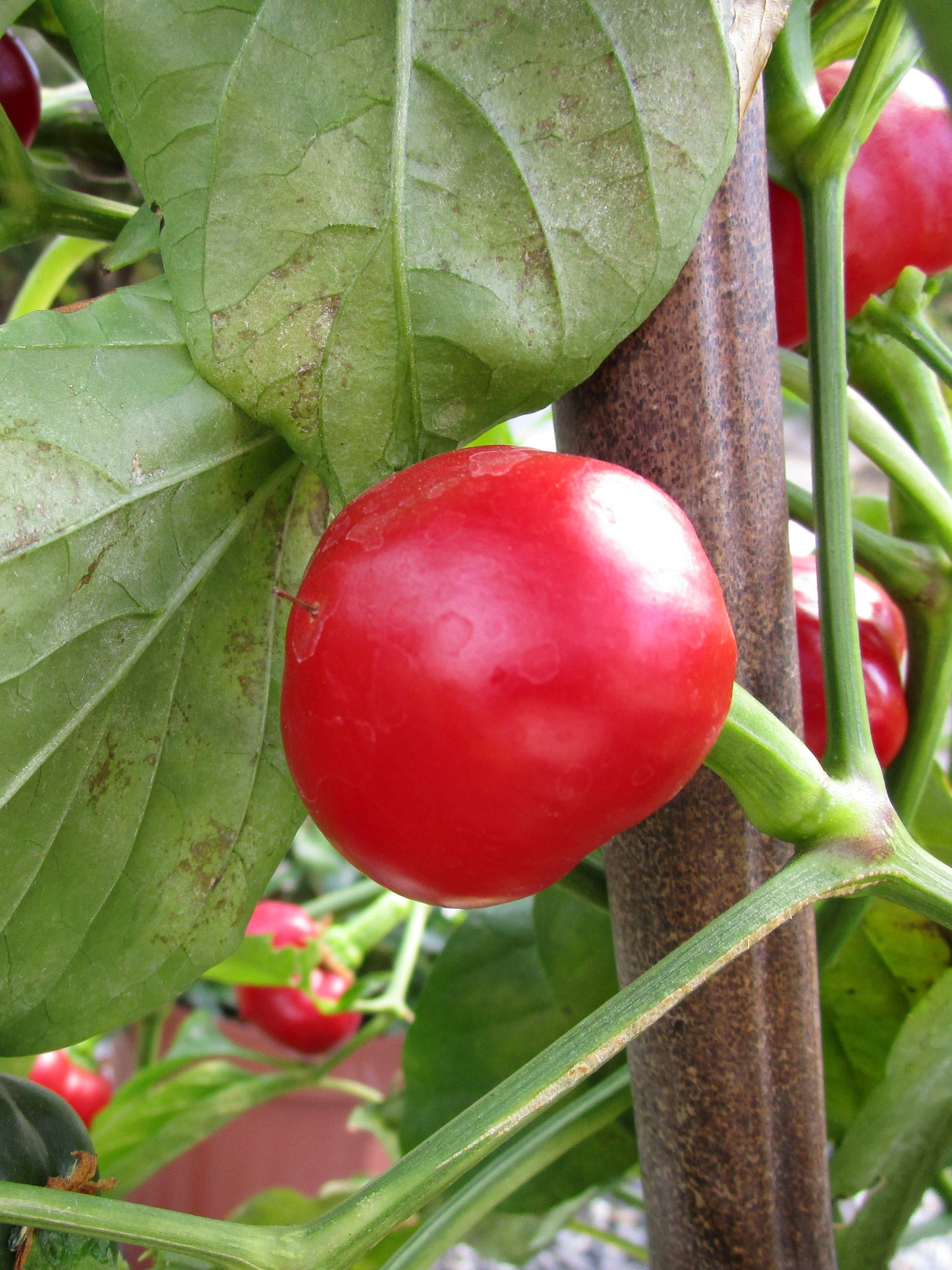 CAPSICUM RED HOT CHERRY