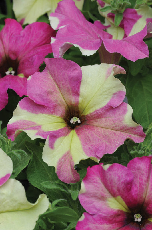 PETUNIA SOPHISTICA LIME BICOLOR