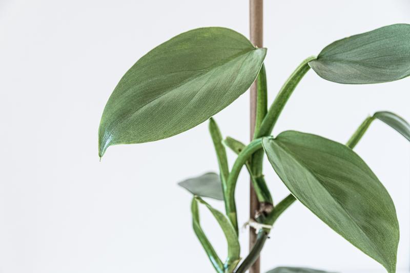 Philodendron Hastatum