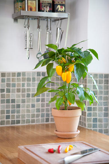 CAPSICUM POT PEPPER SNACK YELLOW