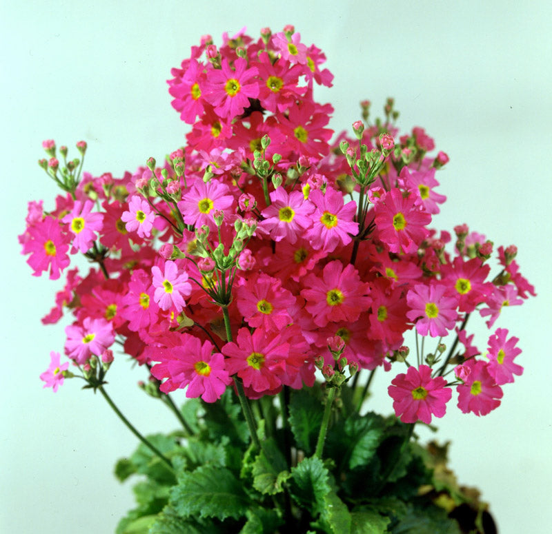 PRIMULA MALACOIDES PINK SHADES