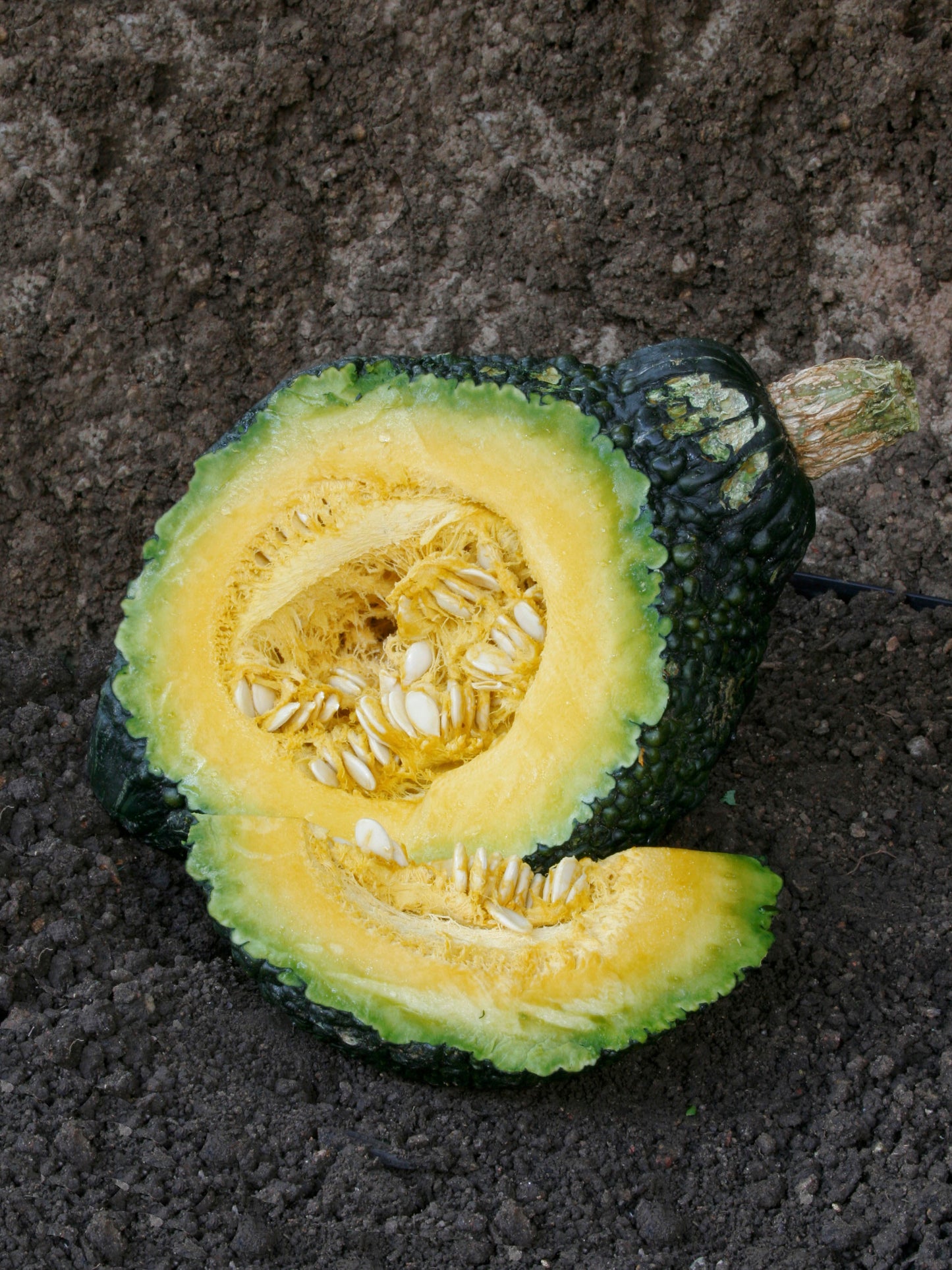 SQUASH GRN HUBBARD CHICAGO