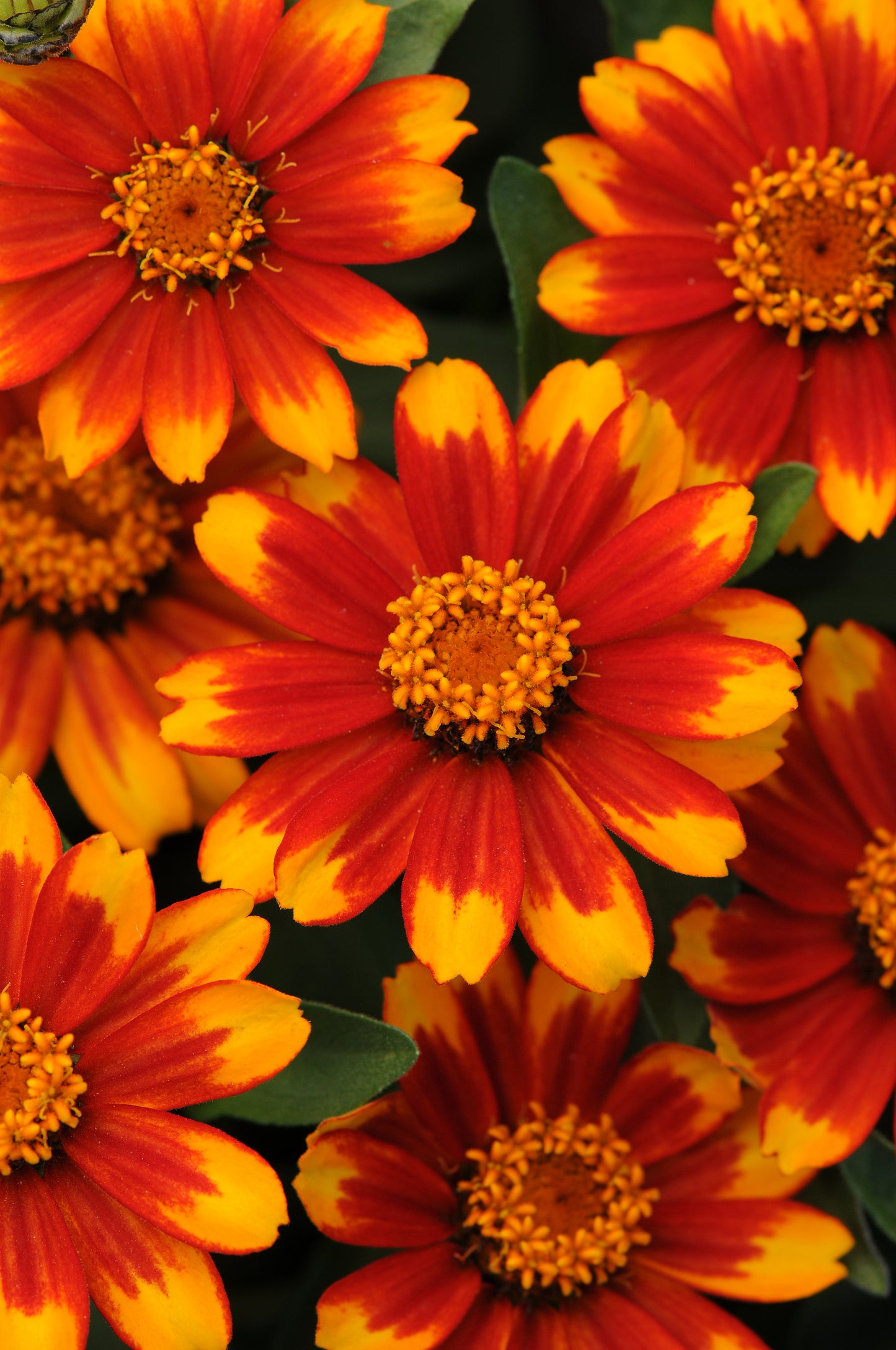 Zinnia Zahara Sunburst