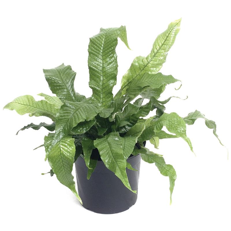 Fern Crocodyllus (Microsorum)