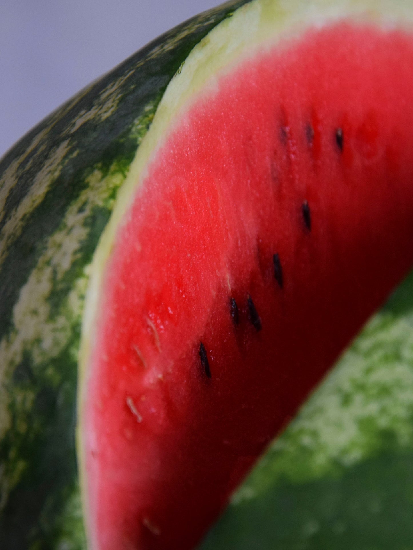 WATERMELON CONGO