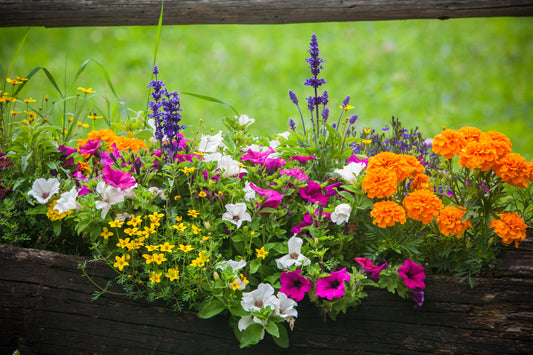 Mix of Pink, Whitem Orange and Purple Flowers in Garden