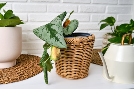 Raising Indoor Plants: Common problems and how to treat them.