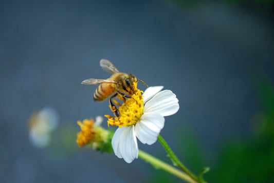 Planting for a Purpose: Supporting Pollinators to Protect Our Planet