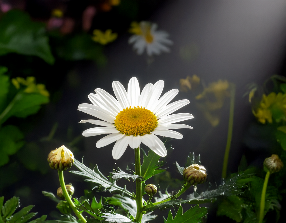 The flower with power: Why you should add Chrysanthemum to your garden.