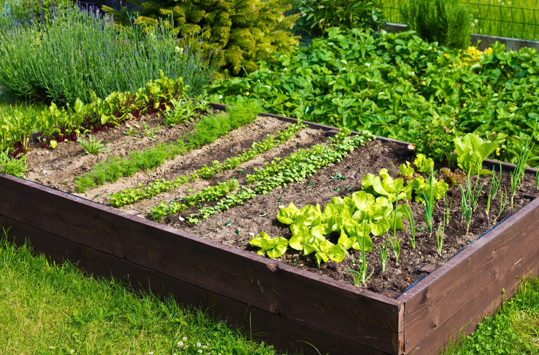 Start your very own vegetable garden!