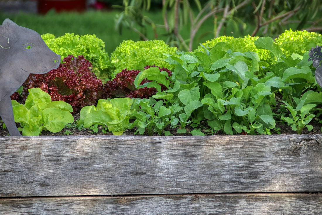 Lettuce in a raised garden bed
