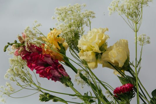 Getting Started with Cut Flowers: A Beginner’s Guide to Successful Growing
