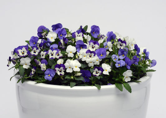 Colourful Winter Gardening with Pansies and Violas