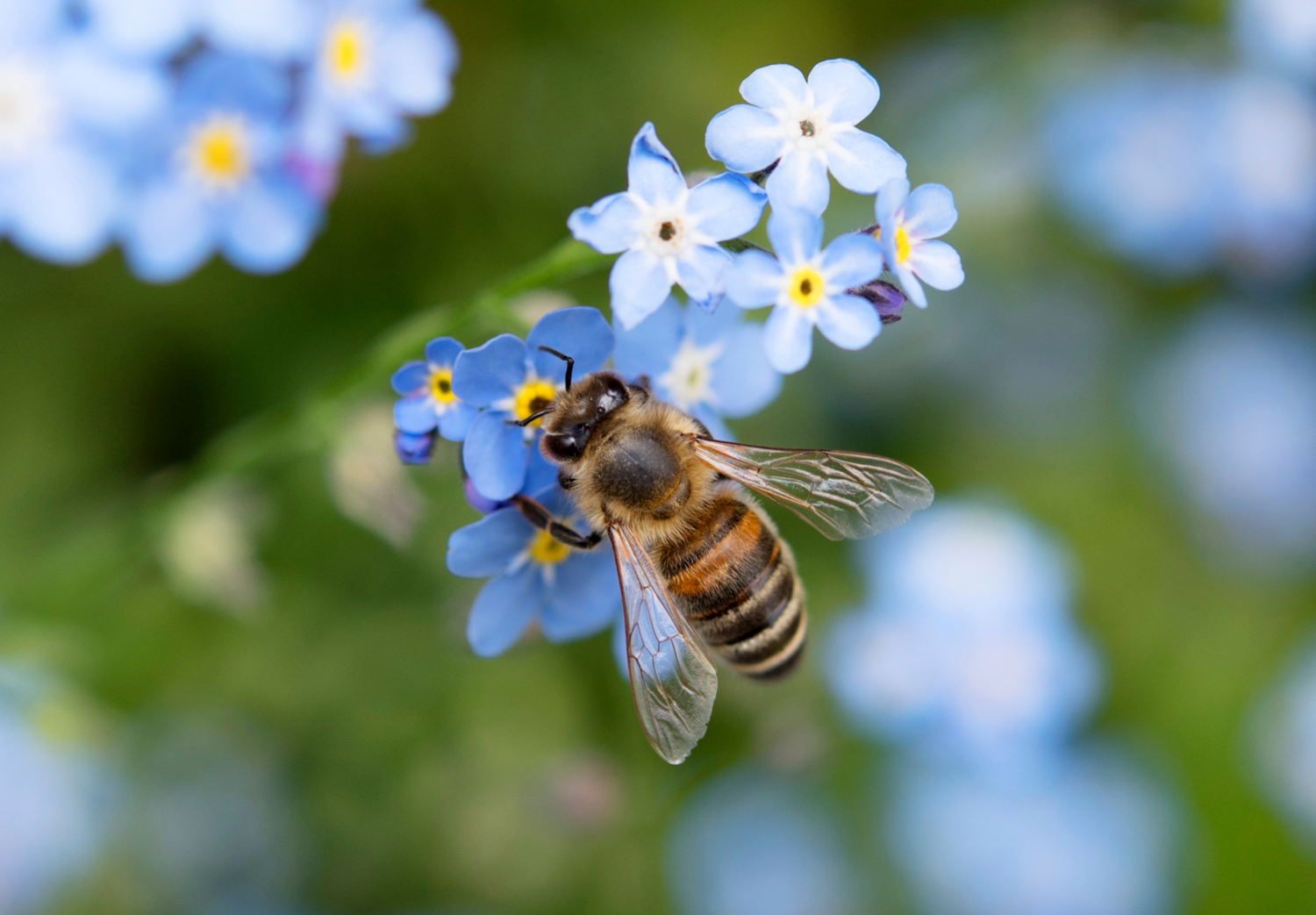 Bee Friendly Plant Seeds