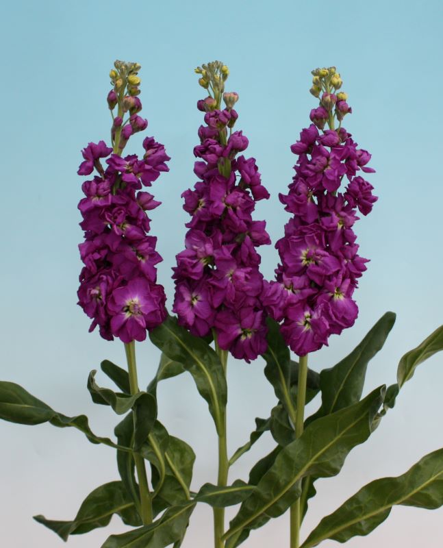 Stocks New Kabuki Dark Lavender Seed