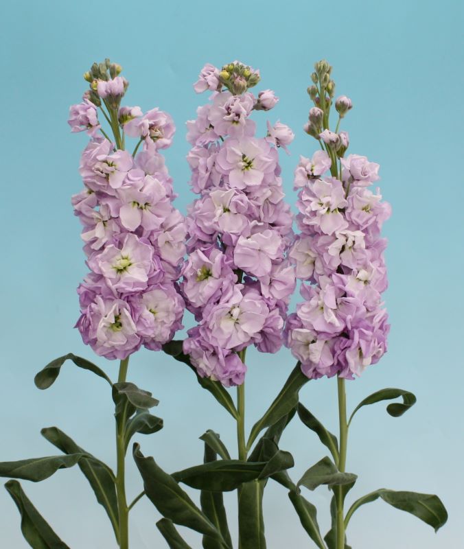 Stocks New Kabuki Lavender Seed