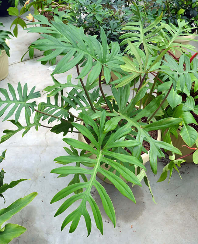 Philodendron Pedatum Mayoi Seedlings