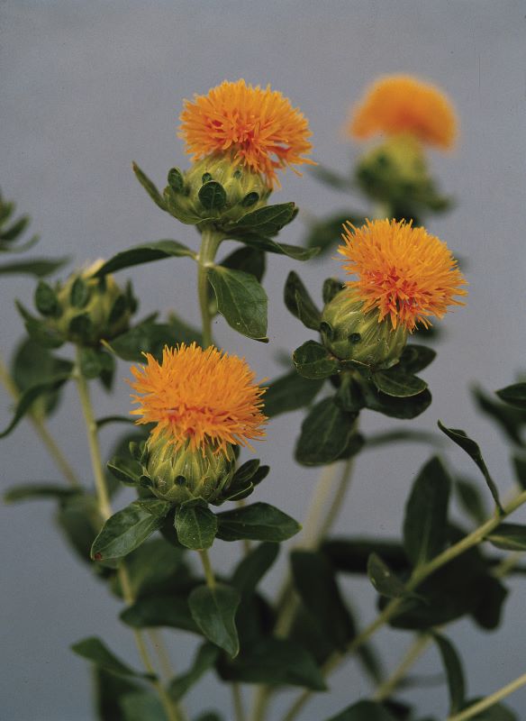 Carthamus Grenade Orange Seed
