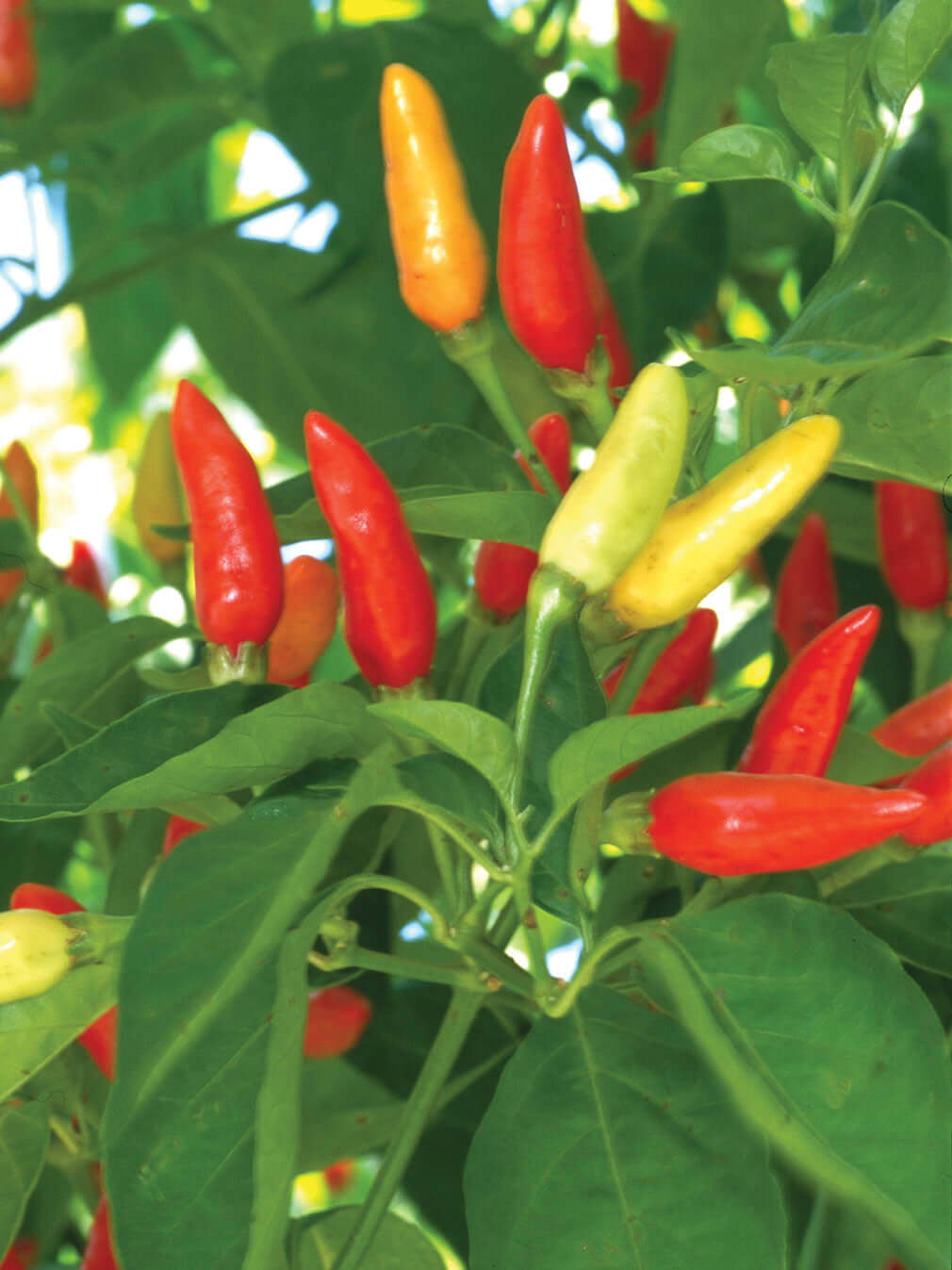 Capsicum Tabasco Chili Seedlings