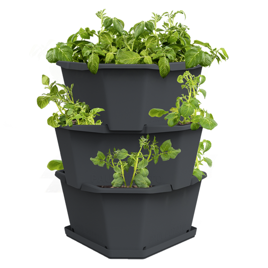 Gusta Paul Potato Grey Starter Planter