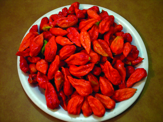 Capsicum Bhut Jolokia Red Chili Seedlings