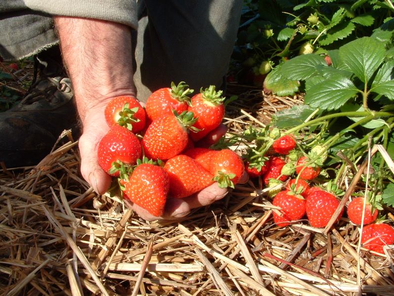 Strawberry F1 Milan Seed