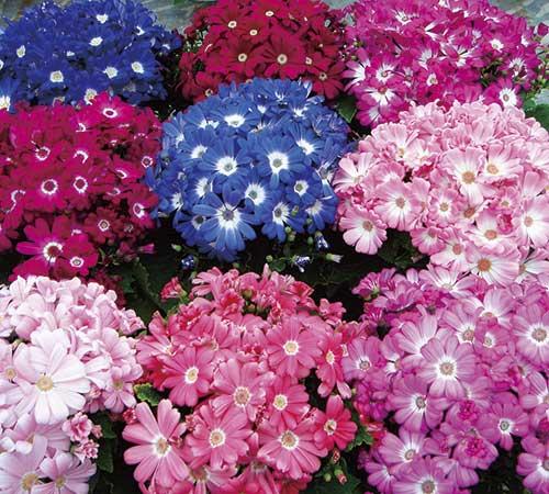 Cineraria Resort Mix