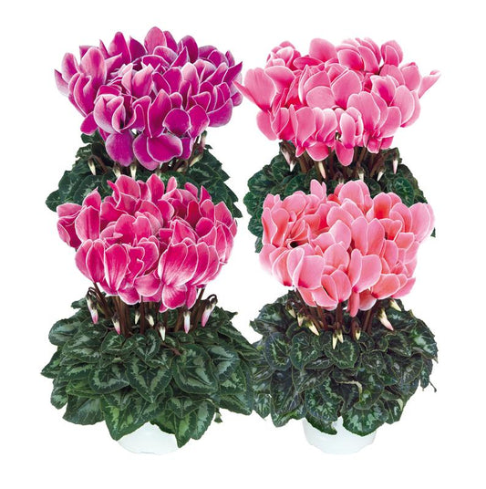 Cyclamen Halios Flame Mix