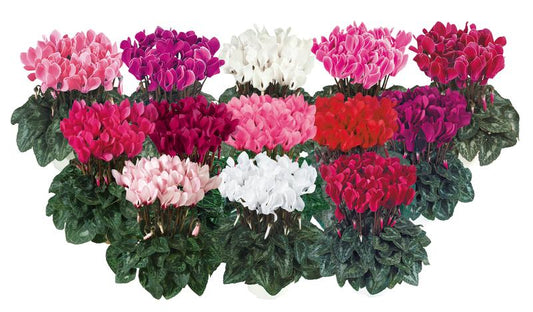 Cyclamen Tianis Mix