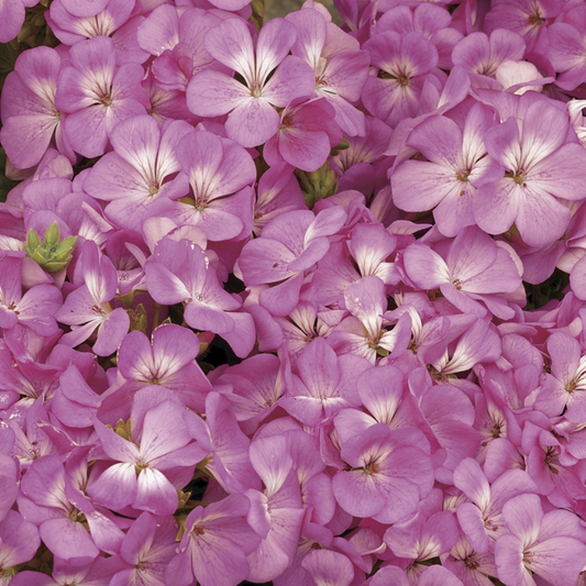 Geranium Multibloom Pink Seed