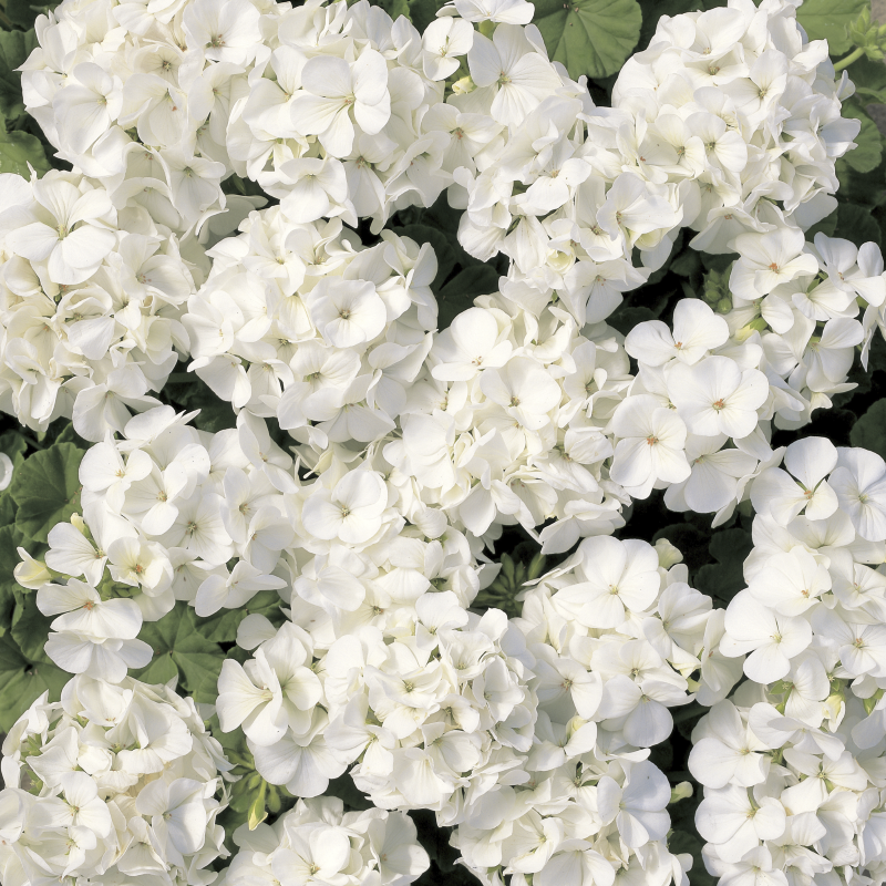 Geranium Multibloom White Seed