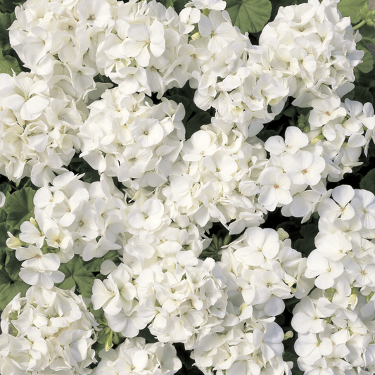 Geranium Multibloom White Seed
