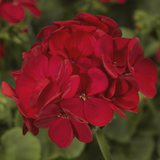 Geranium Multibloom Red Seed