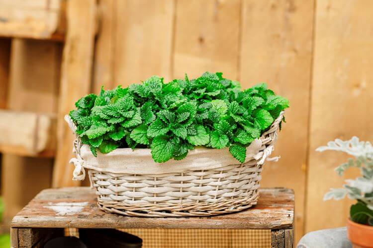 Melissa Limoncello Seed