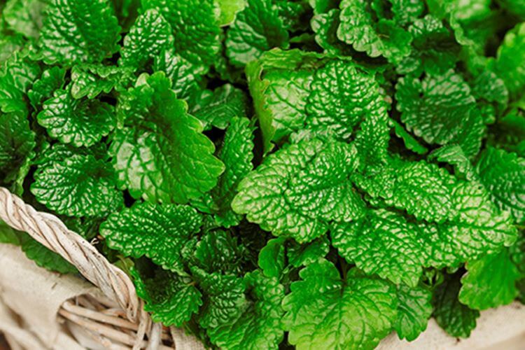 Melissa Limoncello Seed