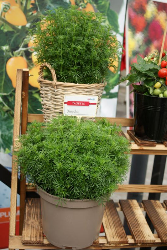 Tagetes Dropshot Seed