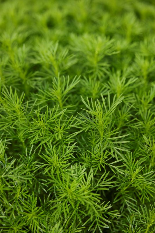 Tagetes Dropshot Seed