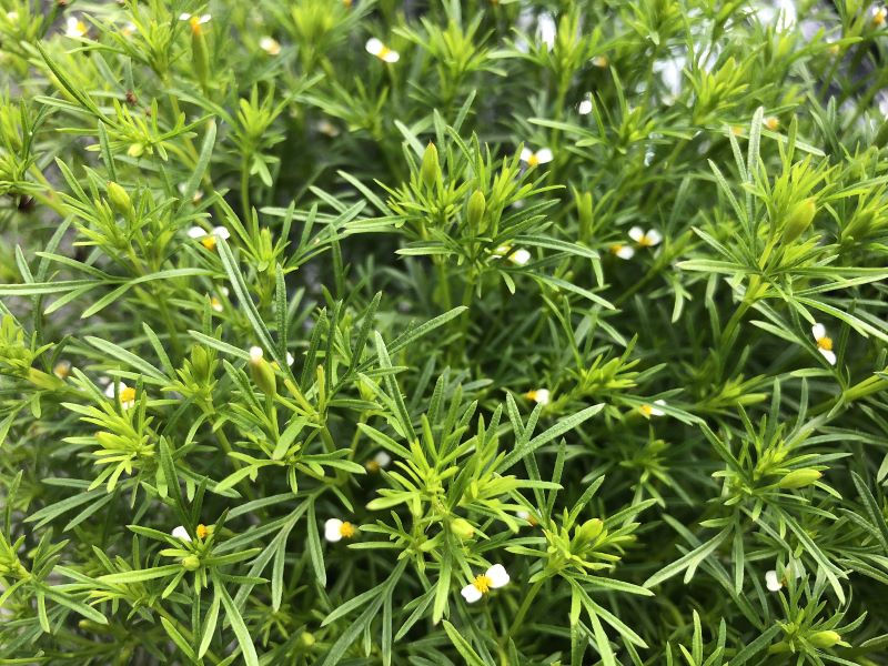 Tagetes Dropshot Seed