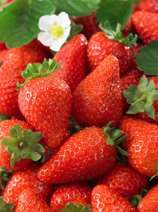Strawberry F1 Milan Seed