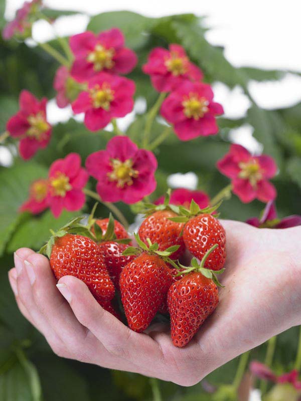 Handful of beautifully ripe strawberries