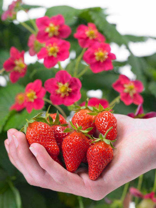 Handful of beautifully ripe strawberries