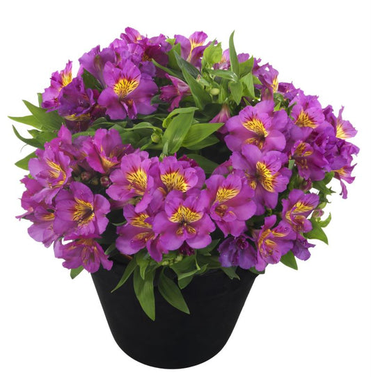 Alstroemeria Inticancha Sunstar Seedlings