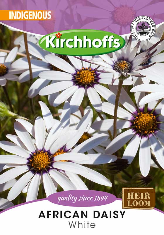 African Daisy White
