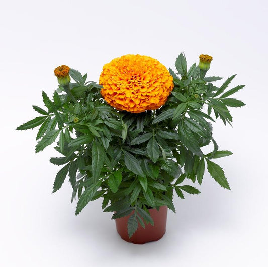 Marigold Inca Ii Orange