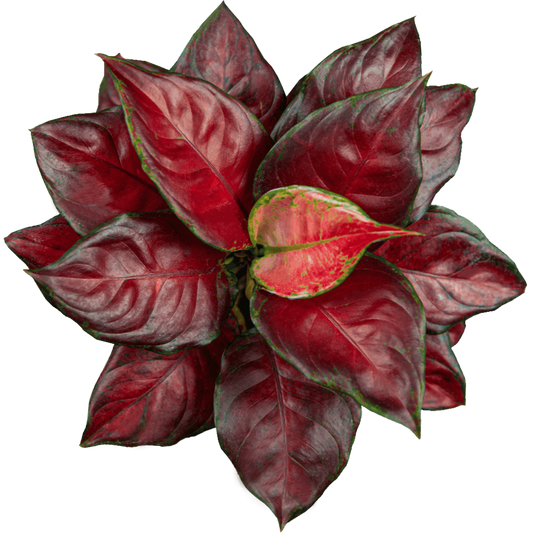 Aglaonema Chocolate Seedlings