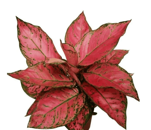 Aglaonema Commutatum Lady Valentine Red Seedlings