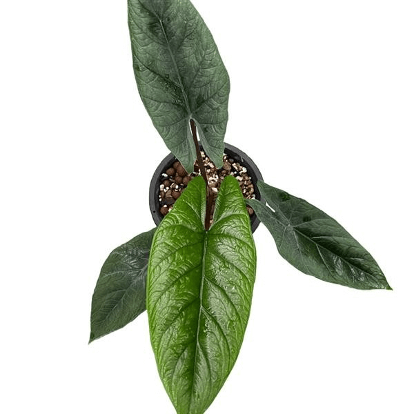 Alocasia Scalprum Seedlings