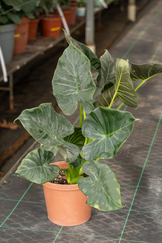 Alocasia Odora X A. Reginula Regal Shield Seedlings